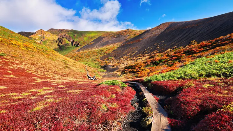 Moomin Valley foliage