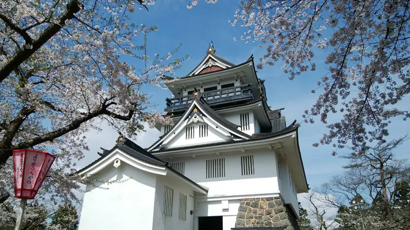 Yokote Castle cherry bloom