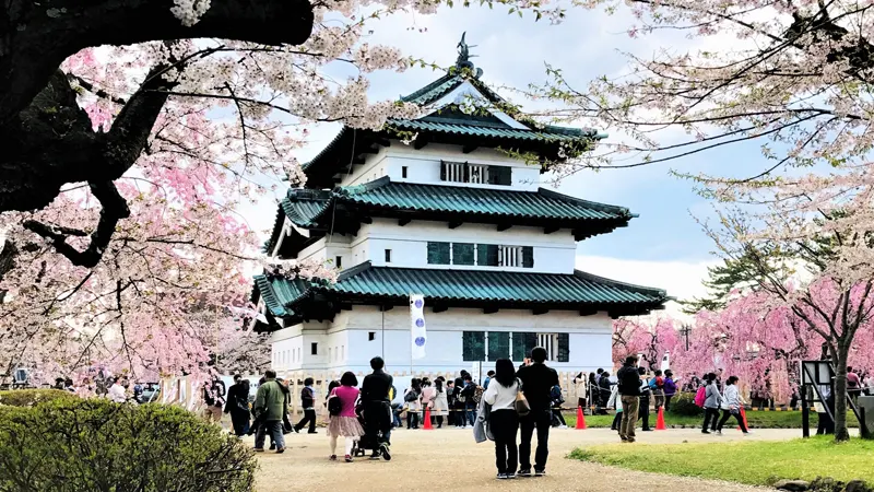 Visitors viewing cherry blossoms