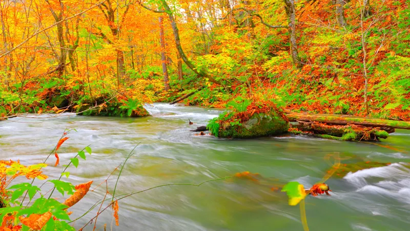 Oirase Gorge autumn leaves