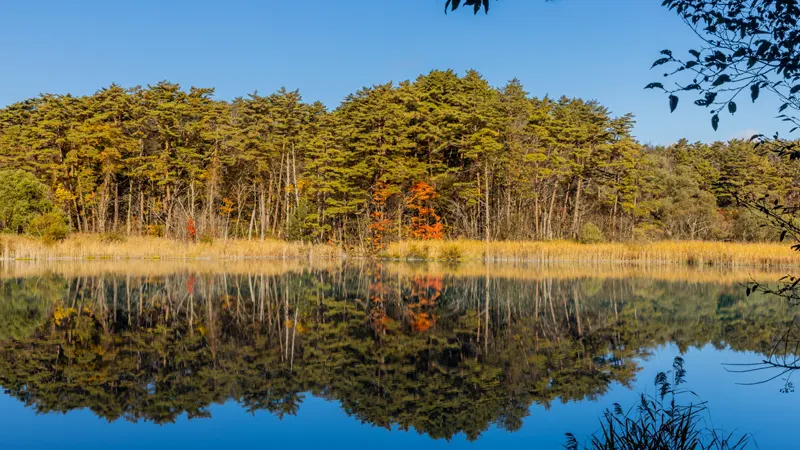 Tatsunuma Pond autumn leaves