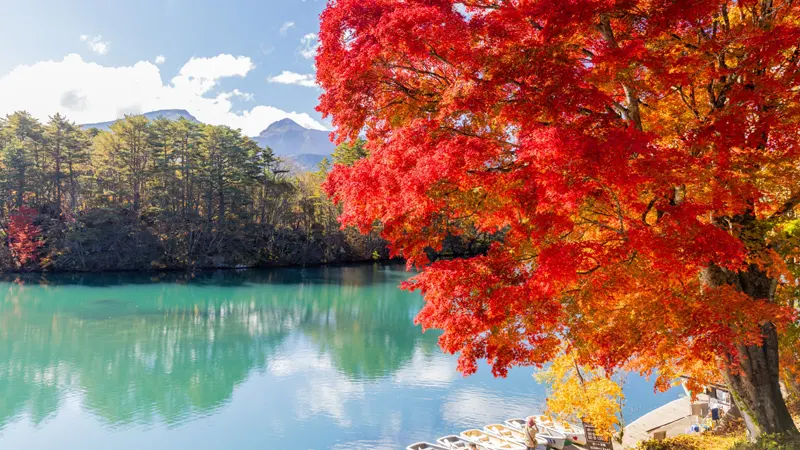 Goshikinuma ponds autumn foliage contrast