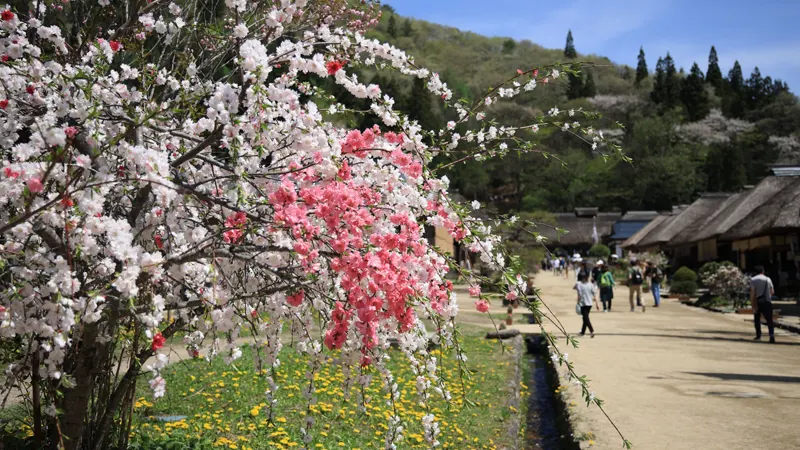 Ouchi-juku thatched roof street