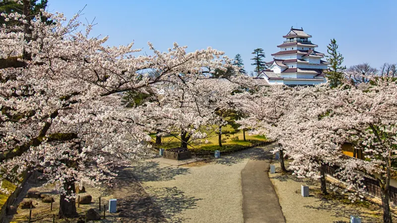 Cherry blossoms Tsurugajo