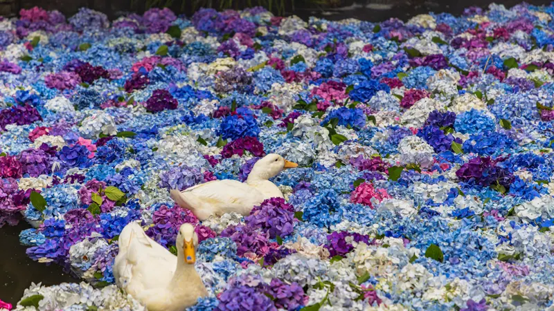 Rakuhō-ji pond flowers