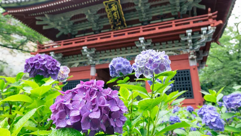 Rakuhō-ji morning glory