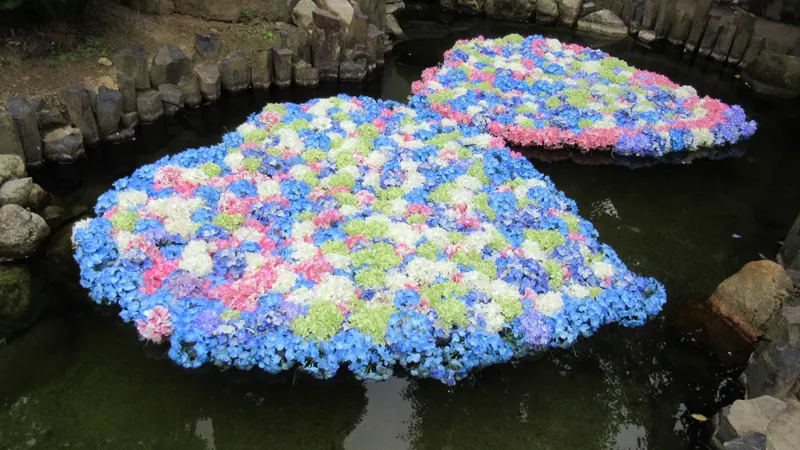 Rakuhō-ji pond flowers
