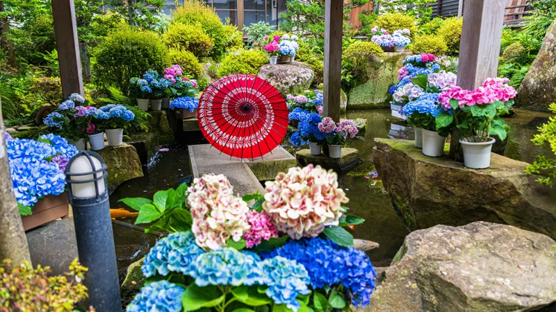 morning glory display in temple grounds