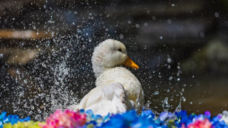 ducks in temple pond