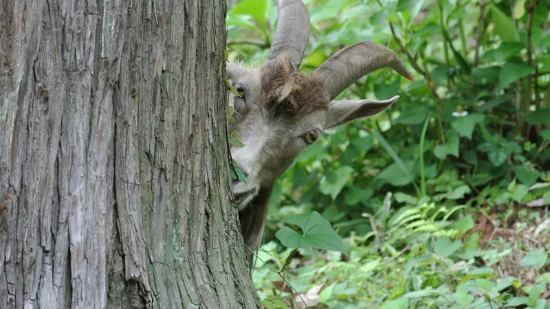 goats kept at Amabiki Kannon