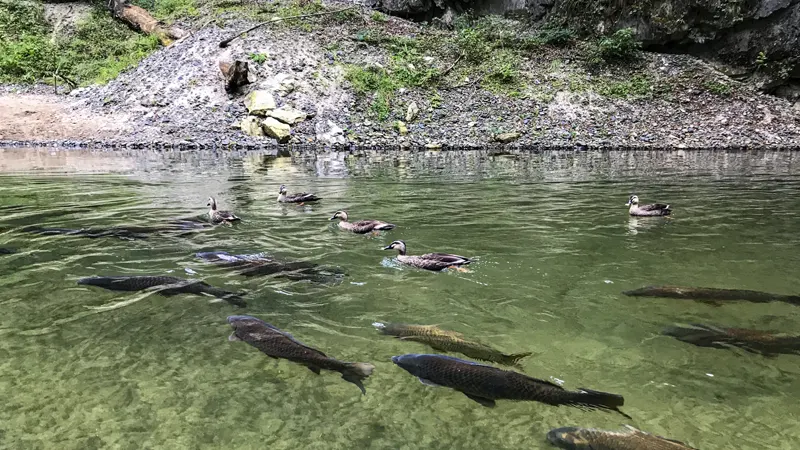 Ducks and fish in Geibikei