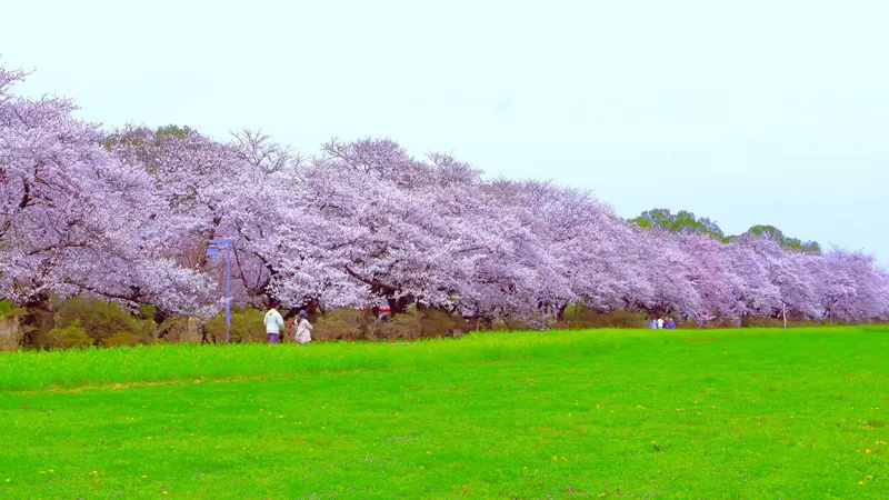 Tenshochi cherry blossoms full bloom