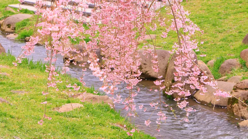 Tenshochi cherry trees along river