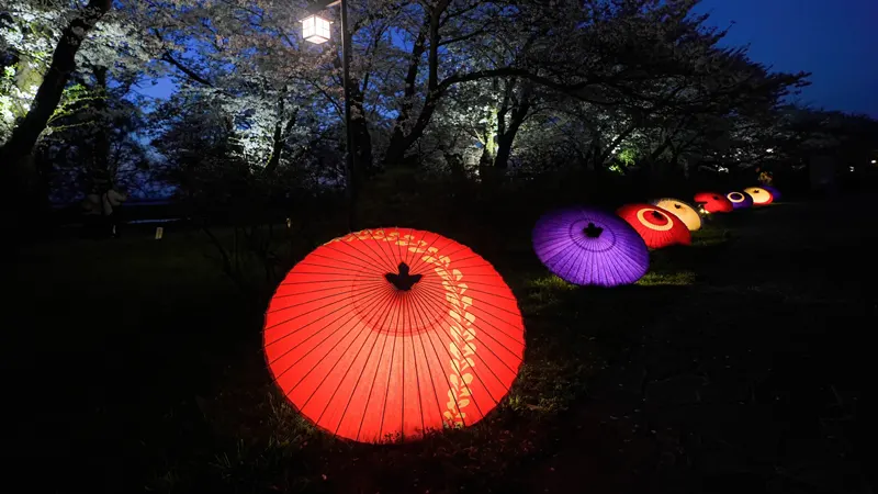 Tenshochi cherry blossoms light up