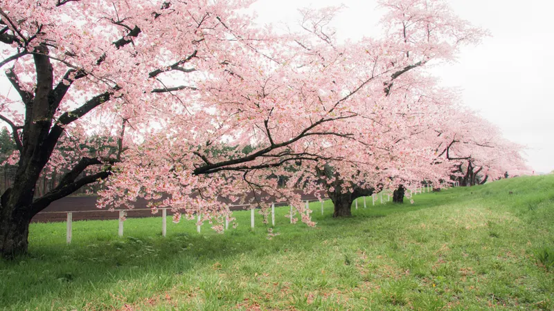 Koiwai Farm cherry blossoms
