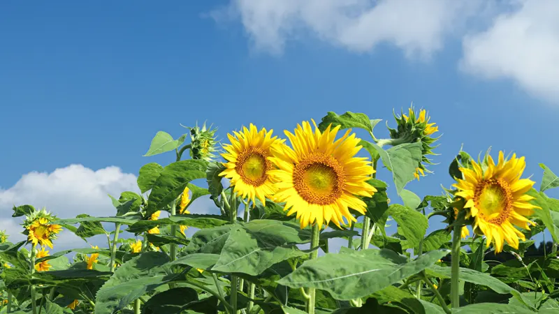 Koiwai Farm sunflowers