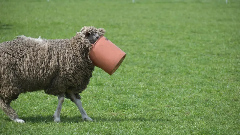 Sheep at Koiwai Farm
