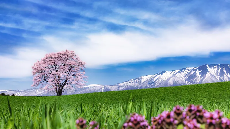 Koiwai Farm landscape