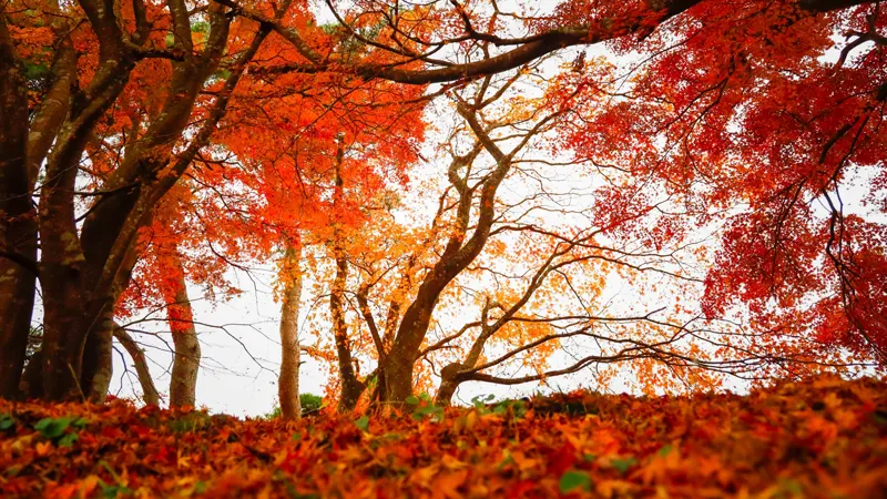 Otakamori autumn leaves