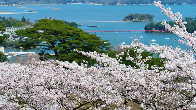 Matsushima Bay cherry blossoms coastline
