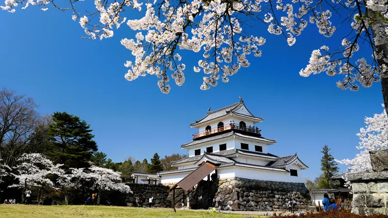 Cherry blossoms and Shiroishi Castle