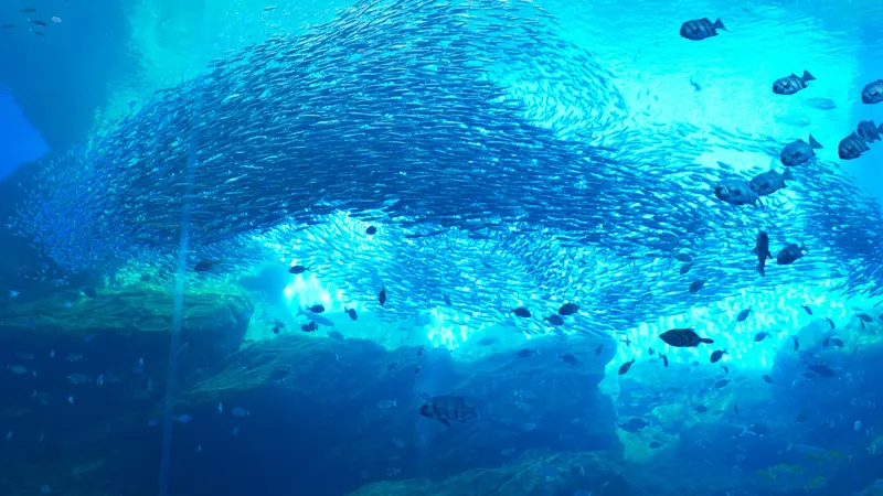 Sanriku sea large tank sardines