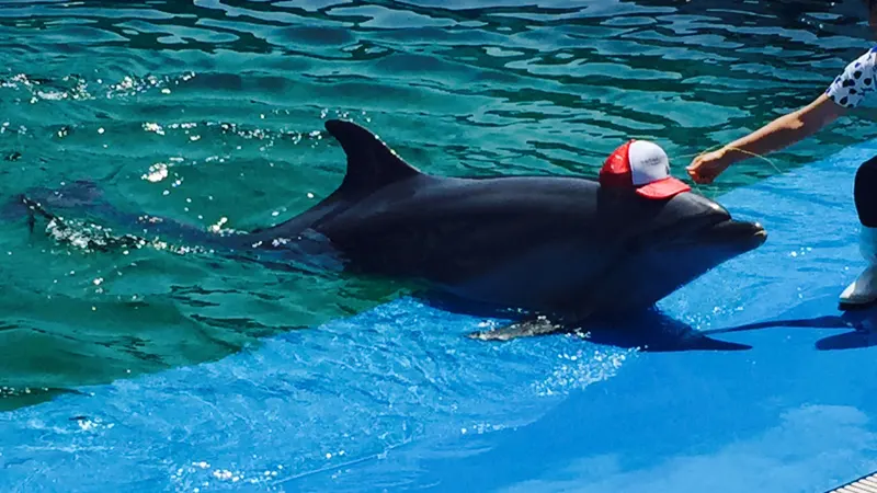 dolphin show stadium close view