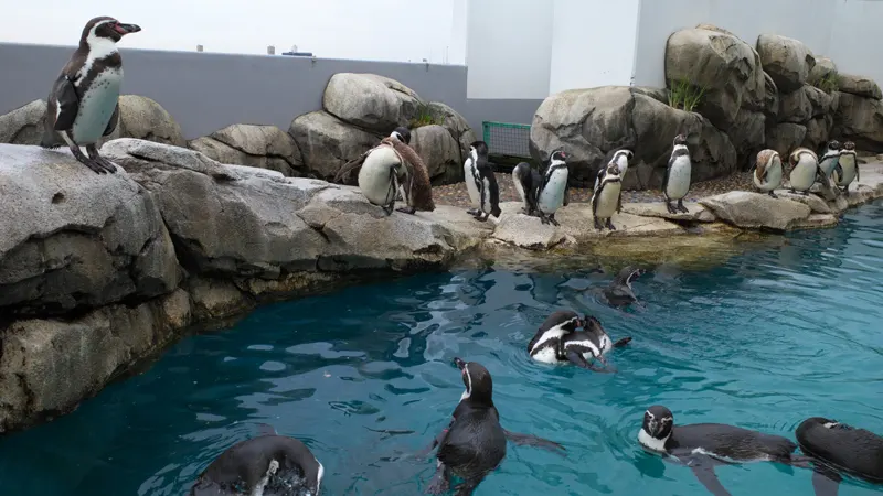 penguin interaction exhibit