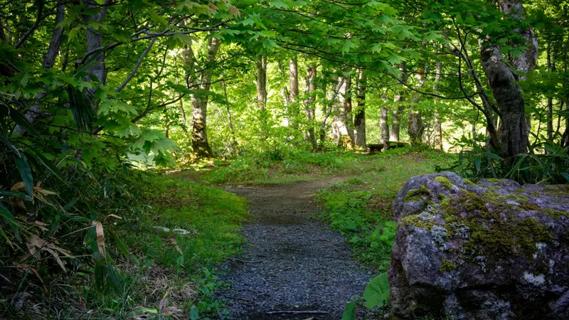 Dokko Pond beech forest