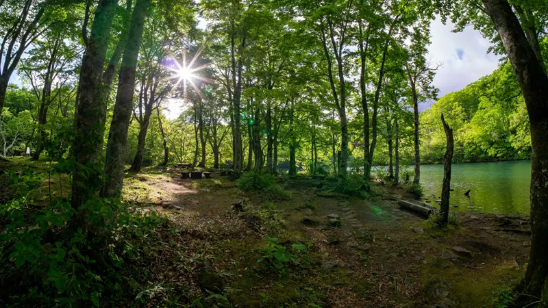Dokko Pond beech forest