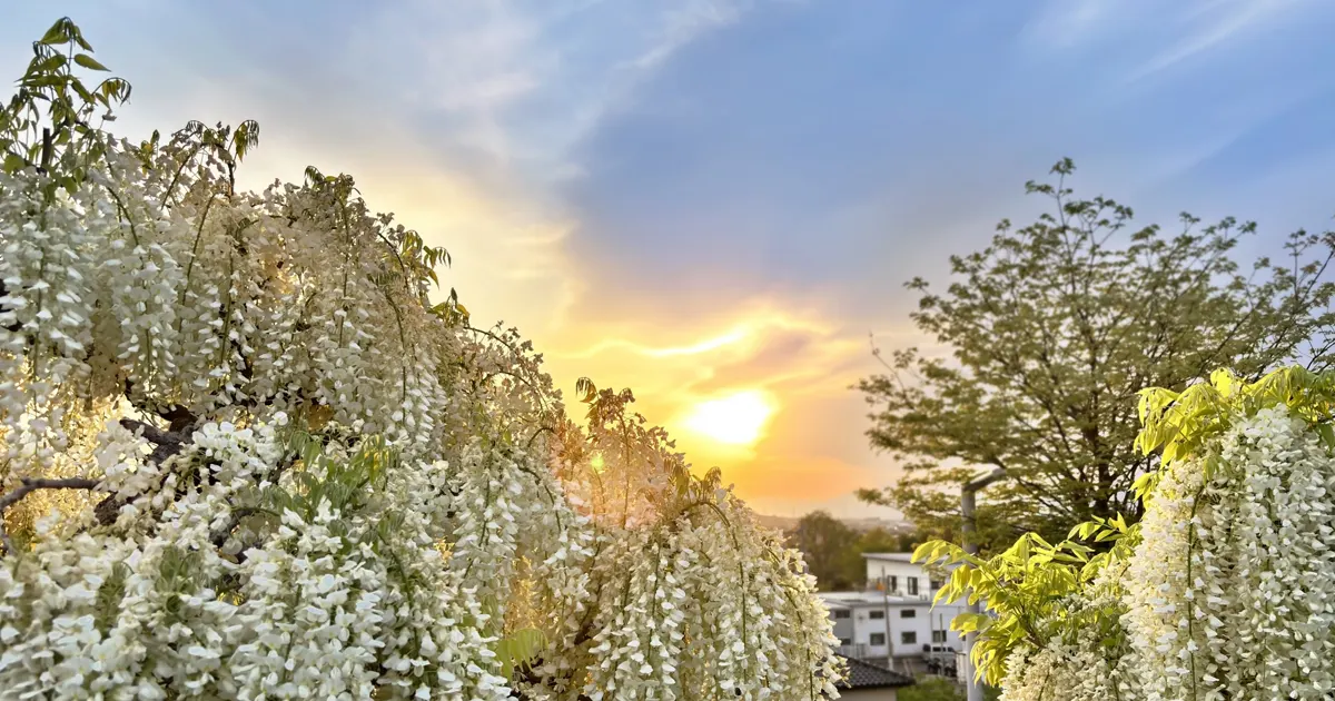 Fuji no Saku Oka park