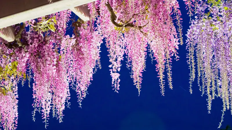 Fuji Festival illumination