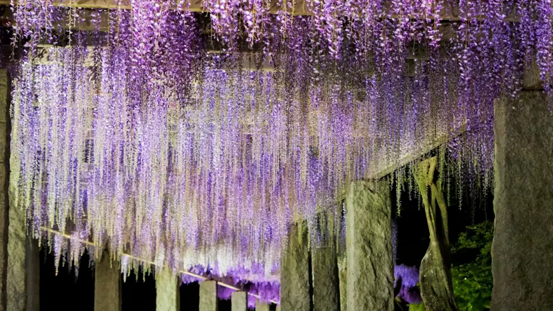 Fuji no Saku Oka illuminated