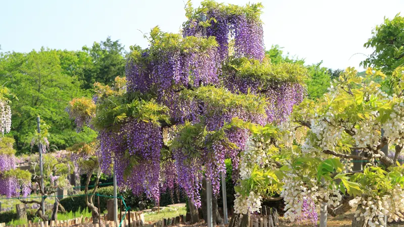 Fuji no Saku Oka park grounds