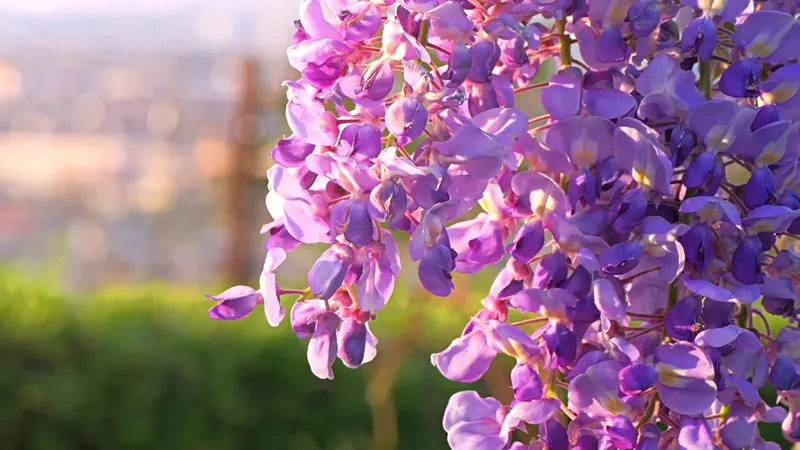 Fuji no Saku Oka wisteria