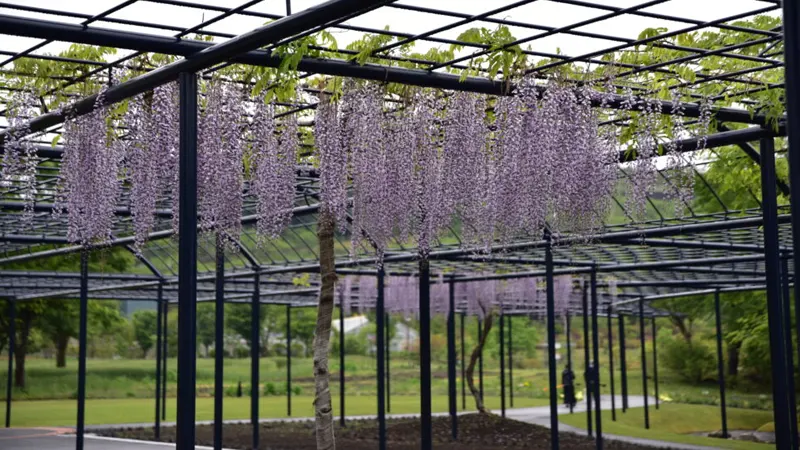 Large wisteria trellis