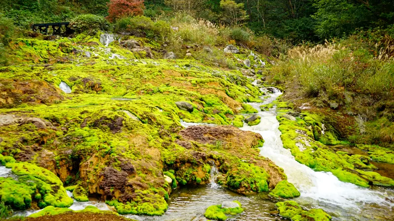 hatsubomi goke Park moss