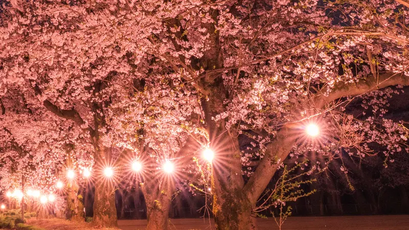Cherry blossoms light up shrine