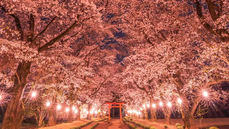 Cherry blossoms light up shrine