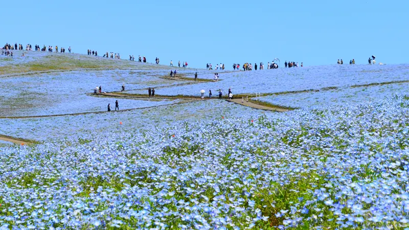 Nemophila flowers at Hitachi Seaside Park