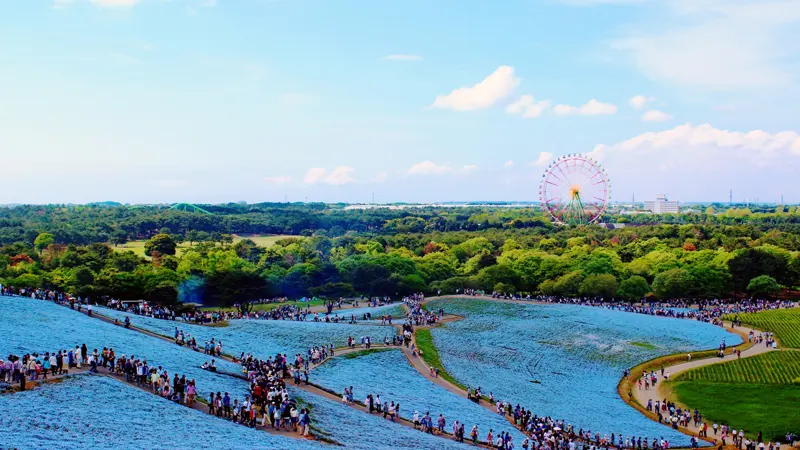 Miharashi Hill flower slopes