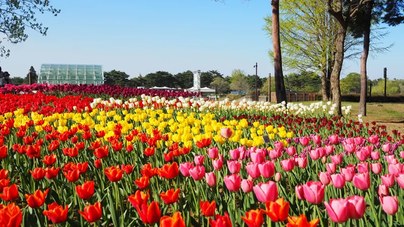 Tamago no Mori Flower Garden beds