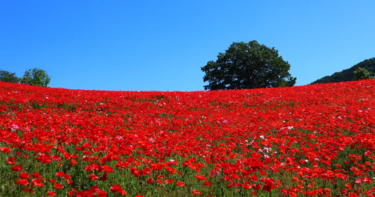 Chichibu Highland Farm