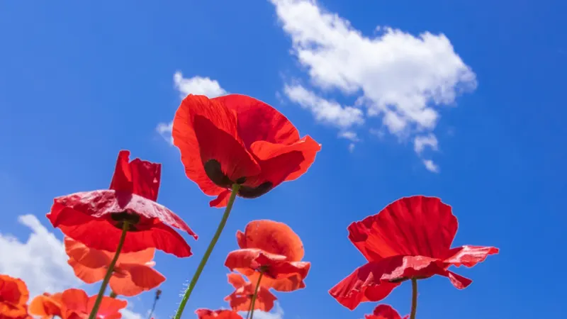 Chichibu Kogen poppies