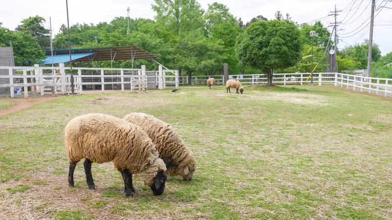 Sheep at Chichibu Kogen Farm
