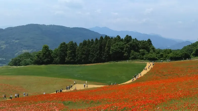 Chichibu Kogen poppy field
