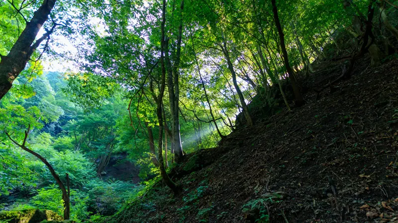 Forest road to Marugami Falls