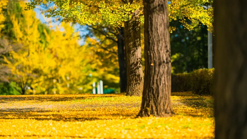 Yui machi Path walkway