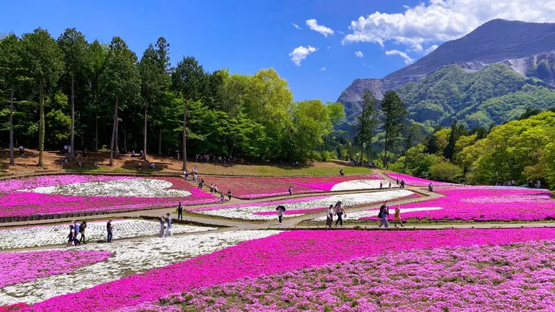 Hitsujiyama Park moss phlox