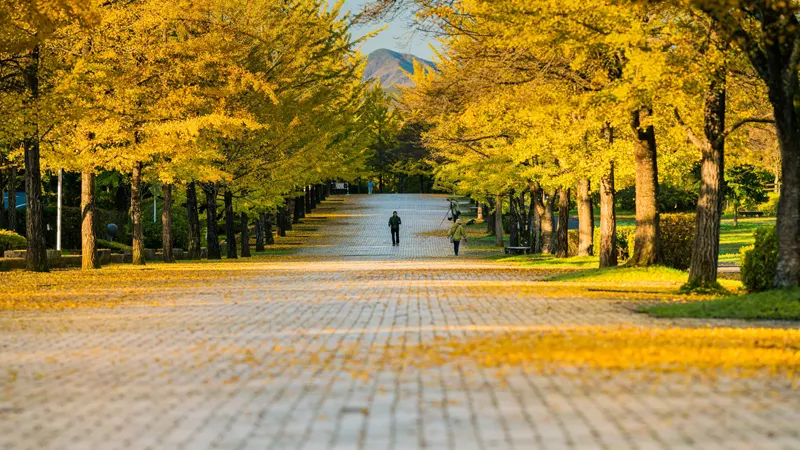 Autumn ginkgo avenue